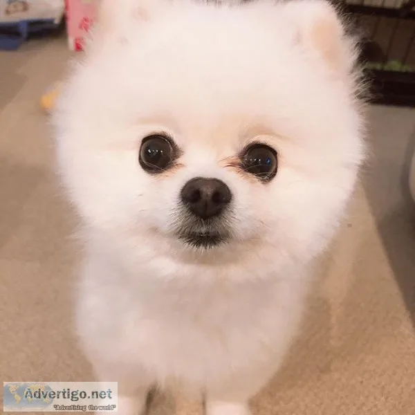 Pomeranian puppies for adoption