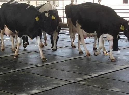 Cow Mats Manufacturer in Delhi