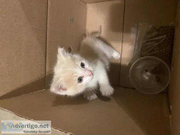 Kitten 8 weeks