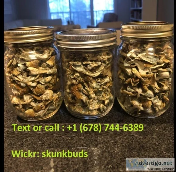 Dried Shrooms &quotMushrooms&quot 