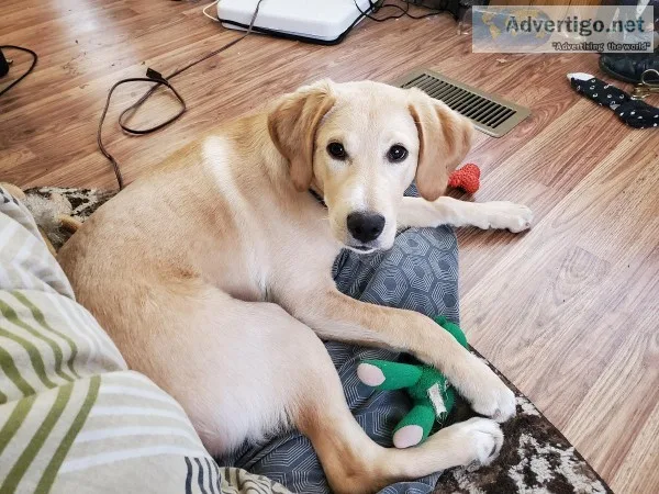 Free Golden retriever 7 months old
