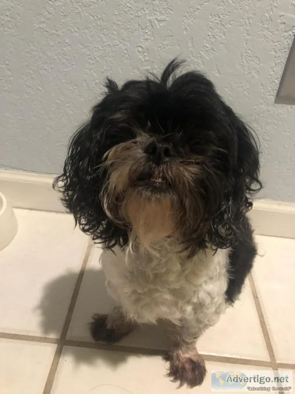 Lovable Shih Tzu Maltese mix