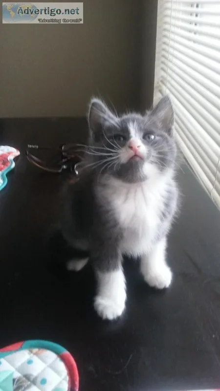 Kittens
