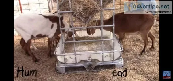 Livestock feeder