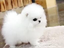 Puppies for adoption