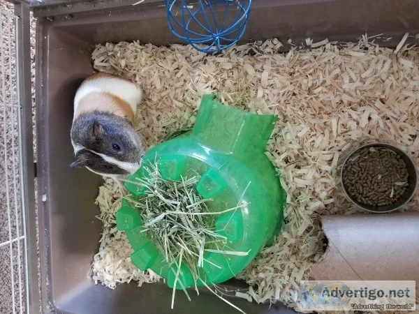 Guinea pig and accessories