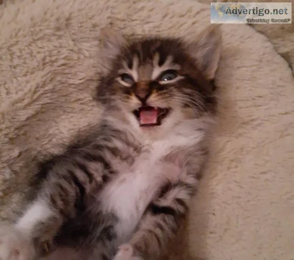Baby Kittens