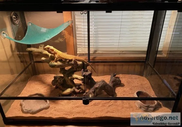Bearded Dragon with Cage