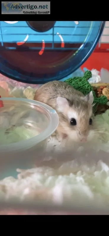 Dwarf Hamster