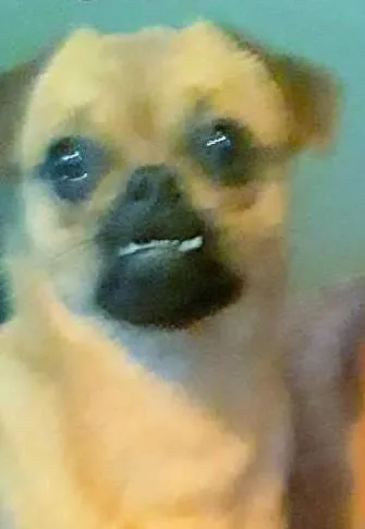 Stolen Dog