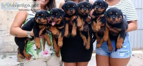 Rottweiler puppy