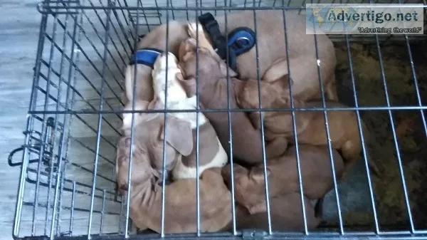 Pit bull puppies