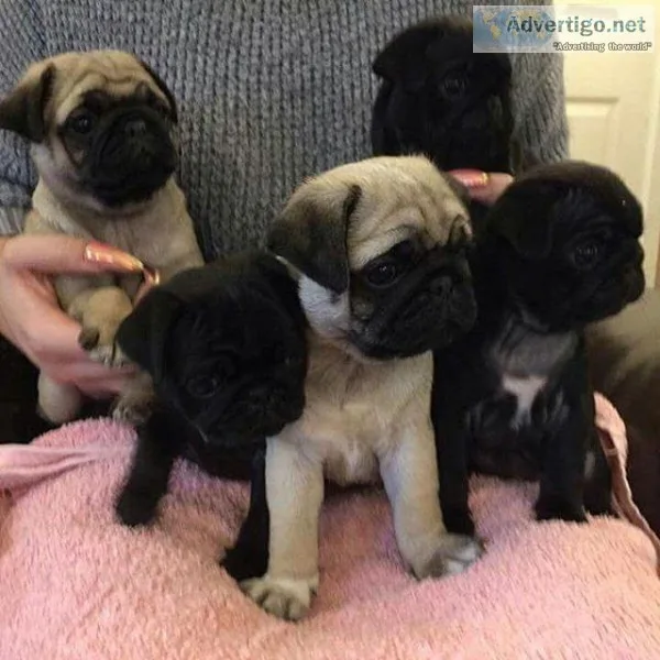 Very playful Male and female Pug Puppies