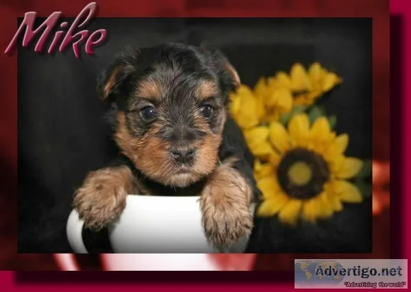 Mike ACA Male Yorkie
