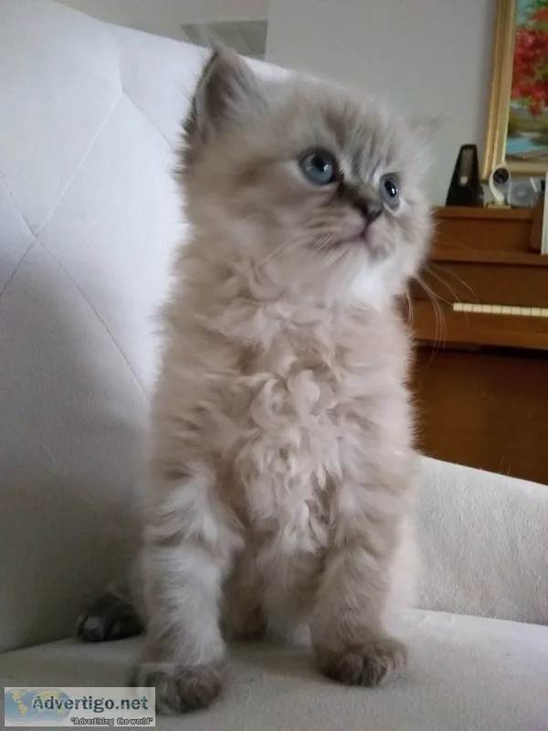 Precious Himalayan Kittens