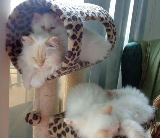 RAGDOLL KITTENS - FLAME-POINTS maleandfemale