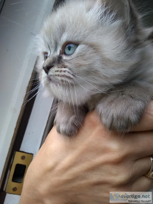 Precious Himalayan Kittens