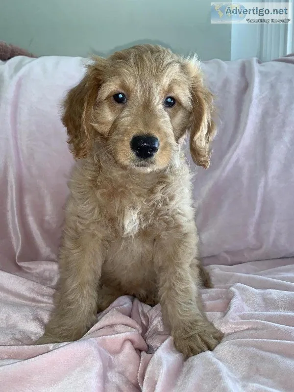 Mini Golden Doodle