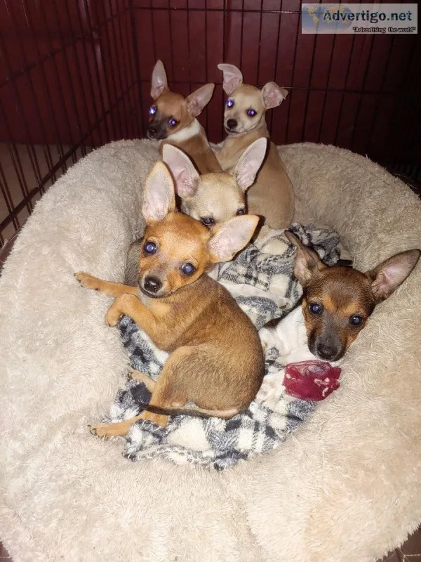 Chihuahuas puppies