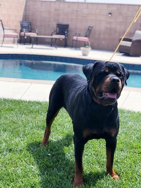 Male Stud Rottweiler