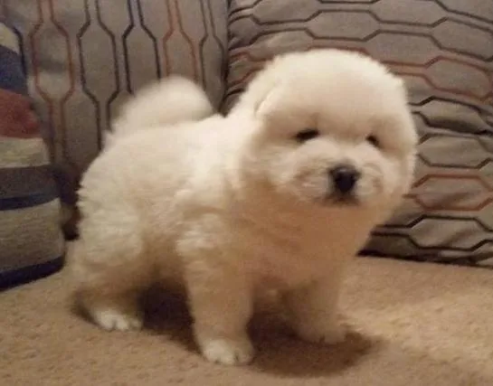 Talented Chow Chow puppies for sale