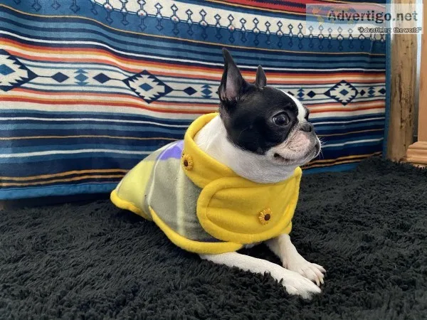 Needed dog sitter for 3 year old Boston Terrier asap
