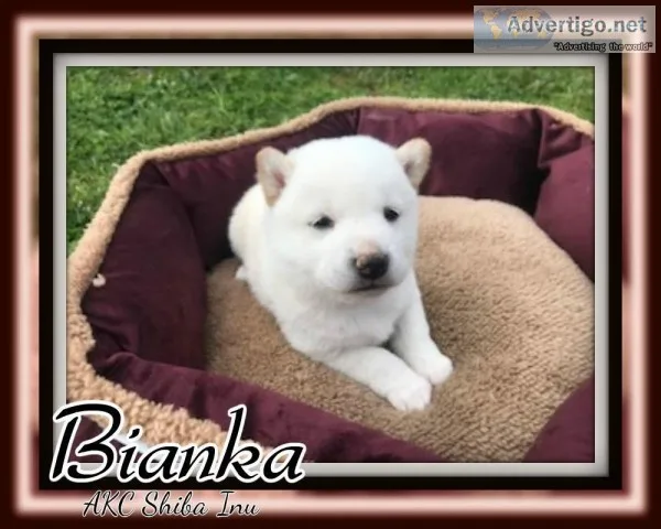 Bianka Female AKC Shiba Inu