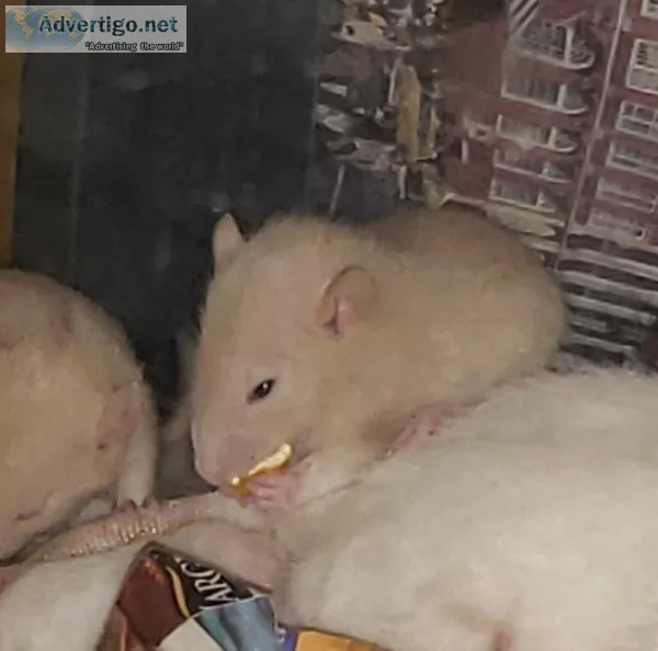 Rats and mice