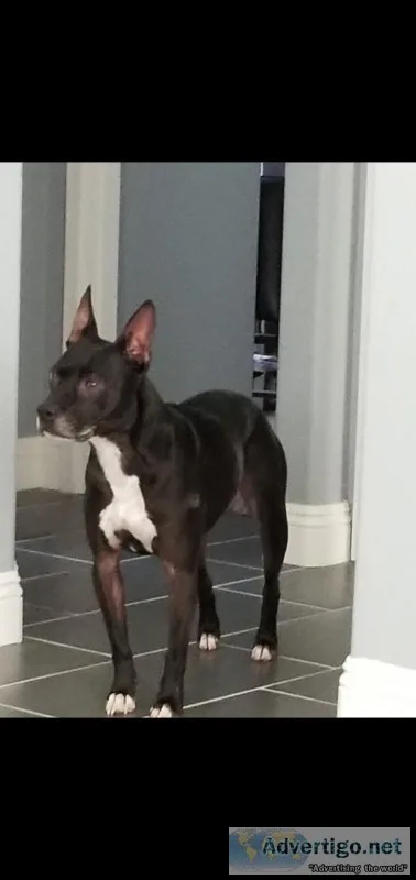 10 Year old pit mix