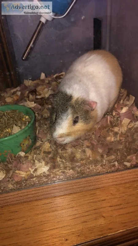 Guinea pigs