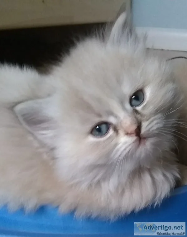 Precious Himalayan Kittens