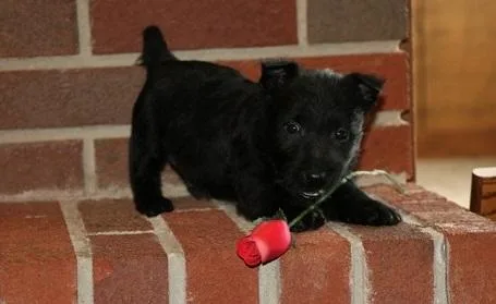 AlityScottish terrier puppies for sale