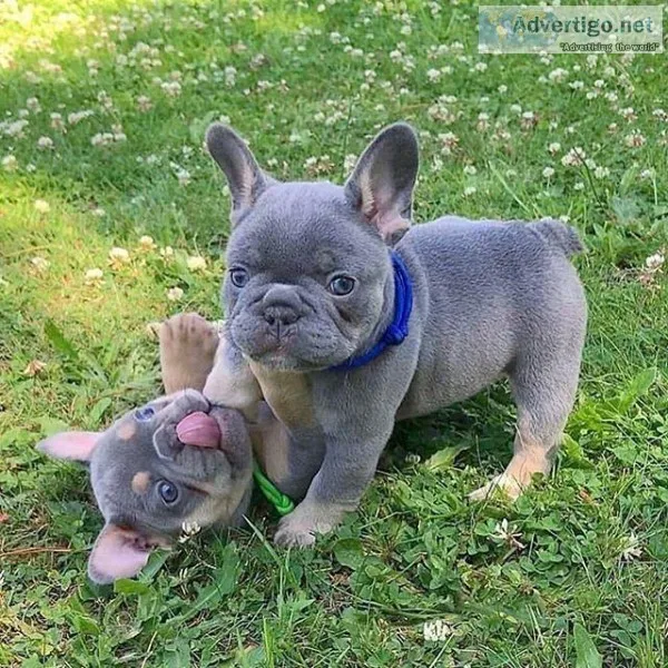 Well Trained Pure Breed Frenches For Re Homing