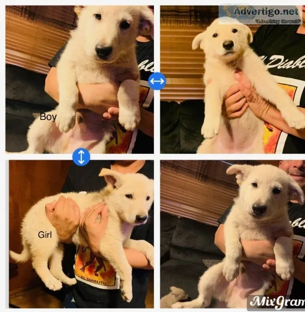 Rehoming white German Shepherd puppies