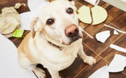 Dog Training Melbourne