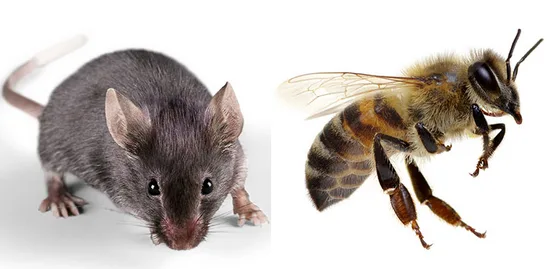 Pest Control Management Singapore  Conquer Pest