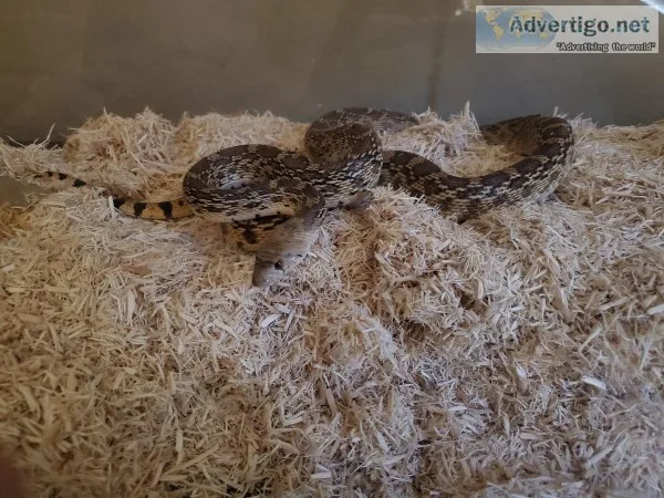 Sonoran Gopher Snake