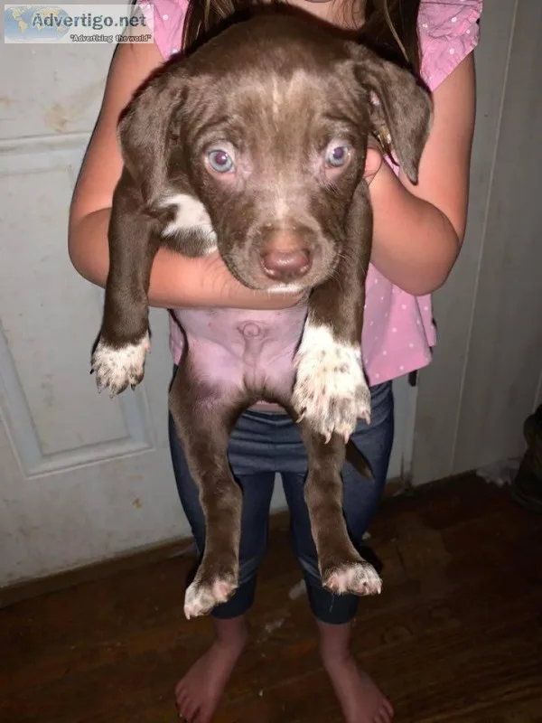 2 puppies pit and Catahoula mix