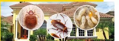 Pest Control Kelvin Grove