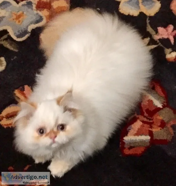 Persian Pretty White and Gold tips