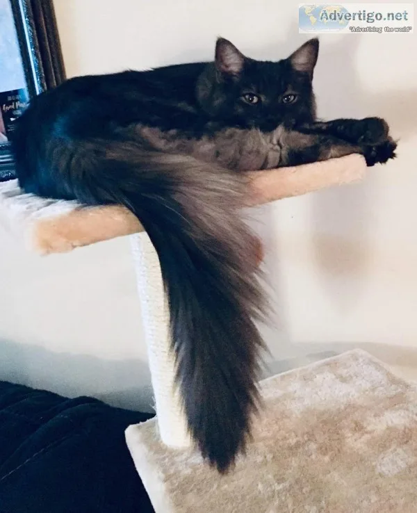 Mainecoon Blacksmoke  6 mos old
