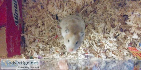 2 hamsters