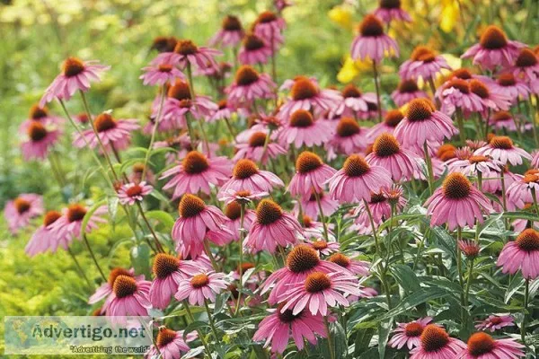Cone Flower  Garden Gate