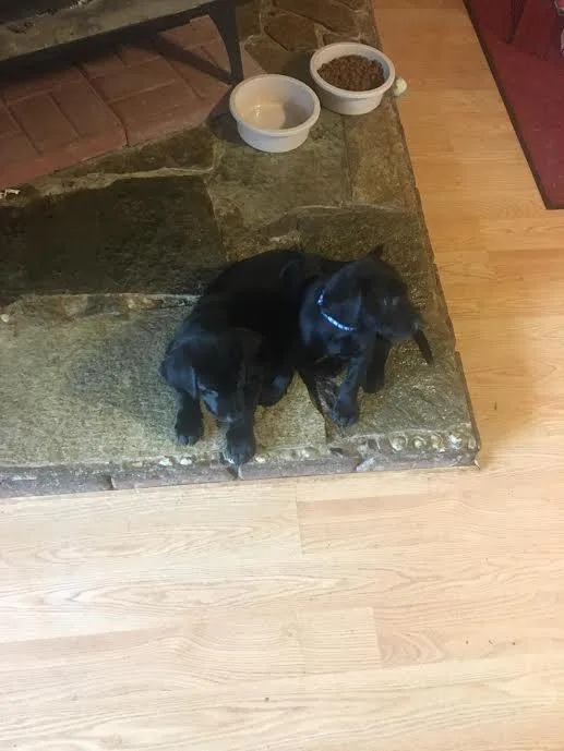 AKC Black Labrador Puppies