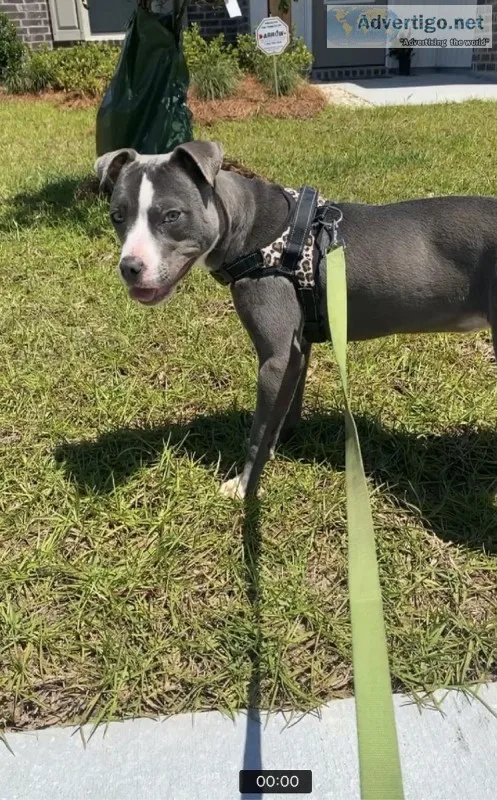 Female Blue Pit For Sale 10months