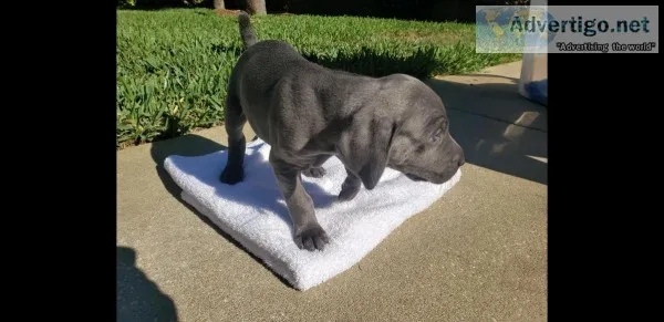 Weimaraner puppies