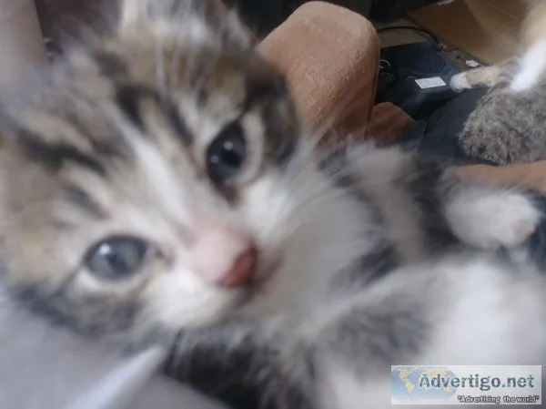 Cute kittens for sale