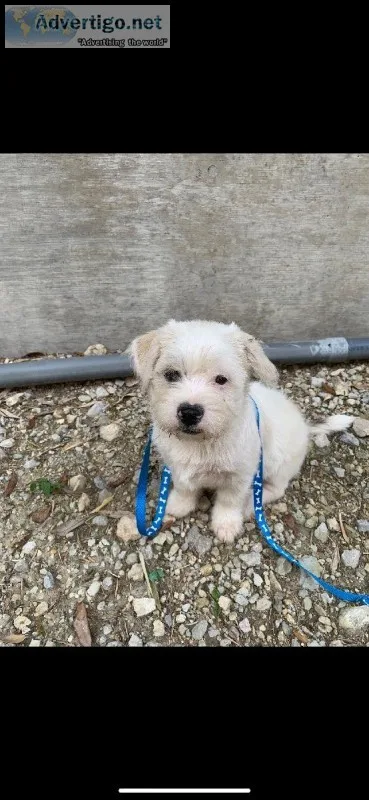 Male Shih Tzu Terrier andassessories