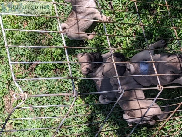 AKC PUG PUPPIES