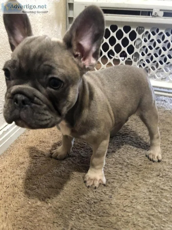 French bulldog female puppy papered